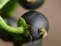 Solanum nigrum